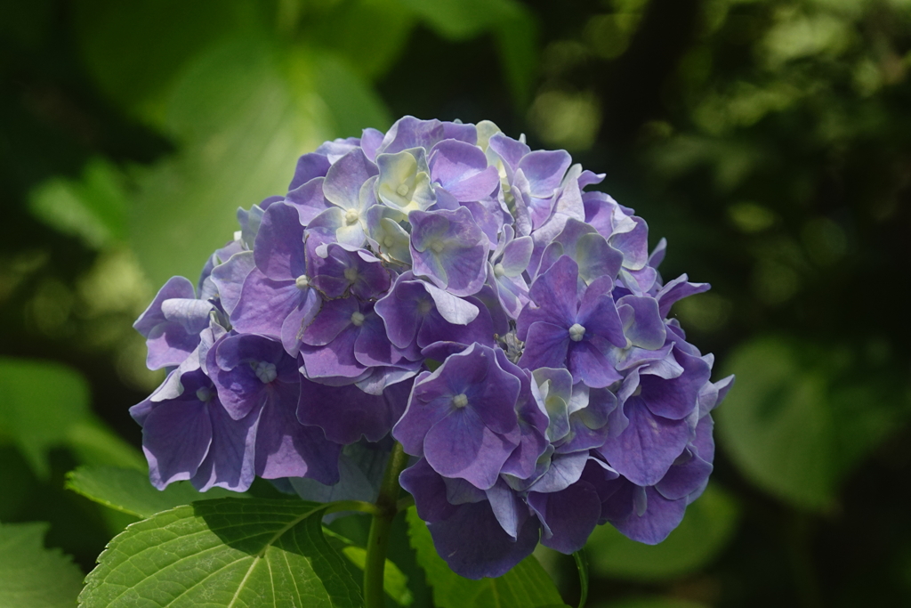 紫陽花（深大寺）