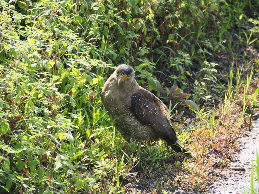 石垣島で見つけたカンムリワシ