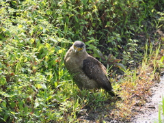 石垣島で見つけたカンムリワシ