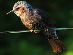 伊香保温泉のヒヨドリさん