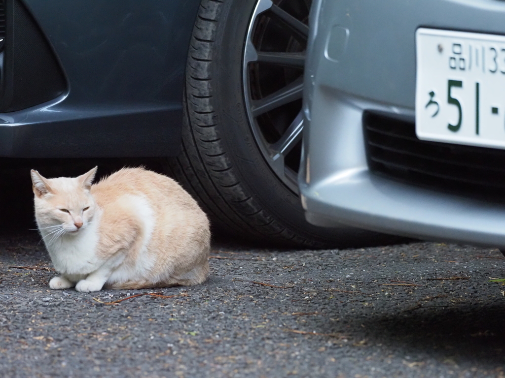 あ！起きた、やれやれ帰れそう   猫ちゃん起きてくれてありがとう。m(_ _)m