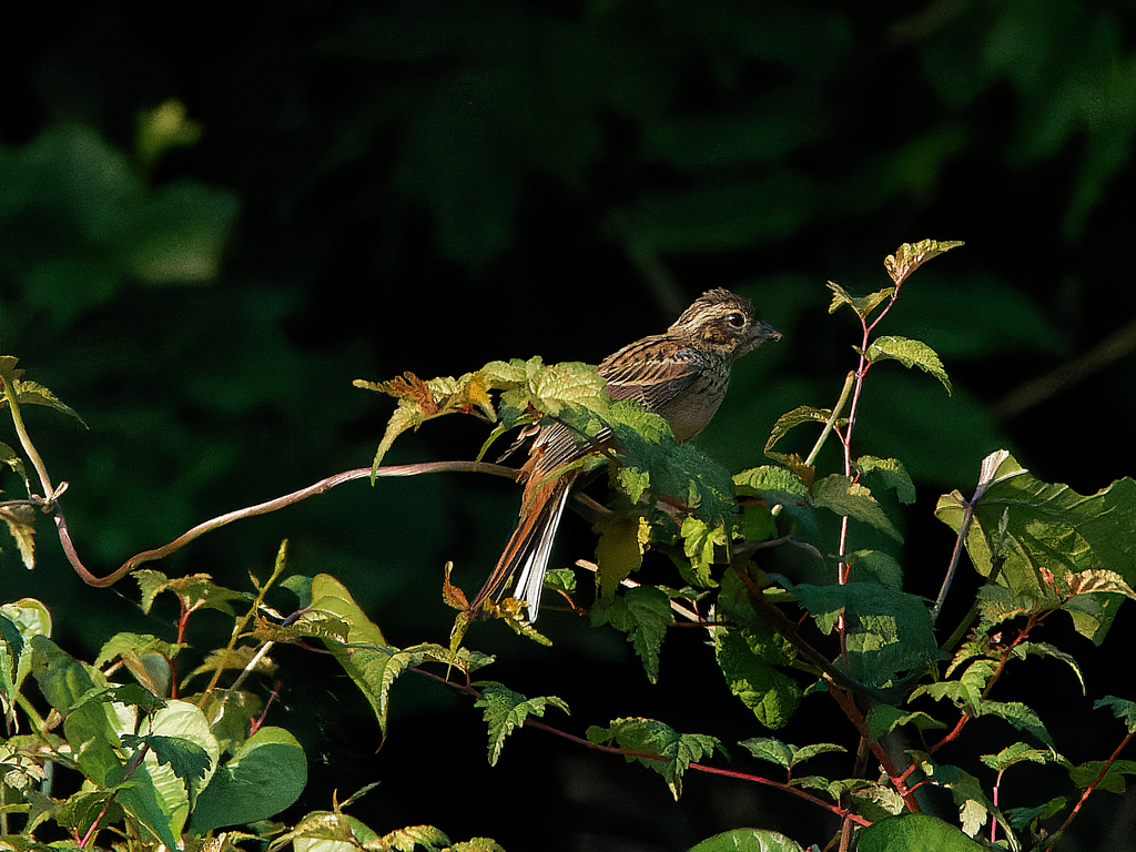 伊香保温泉　ホオジロの幼鳥