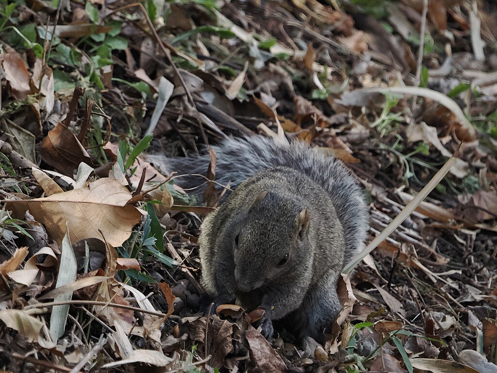 タイワンリス　どんぐりの殻割れました。でも実は落ちた(;^_^A