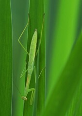 カマキリ　　かんてんぱぱガーデンにて