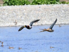 マガモ夫婦の飛翔