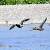 マガモ夫婦の飛翔