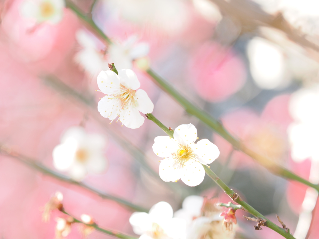 白梅