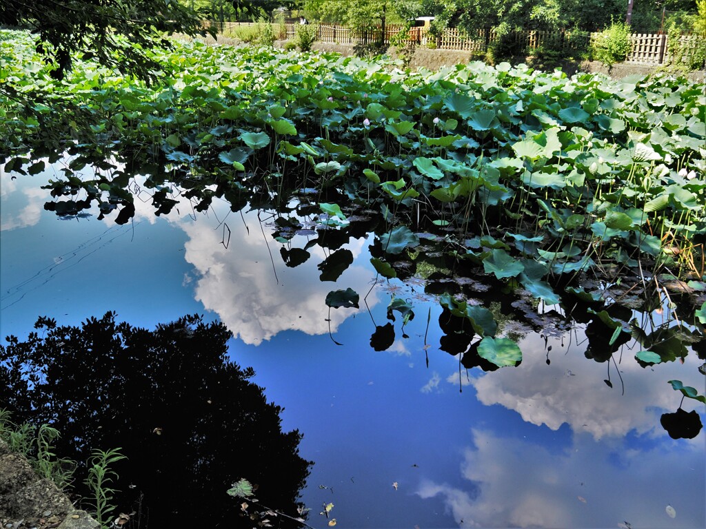 蓮の花の池の青空