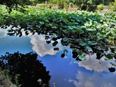 蓮の花の池の青空