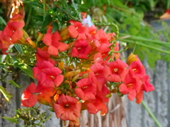 今朝の撮影より　オレンジの花