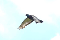 鳩の飛翔Ⅱ