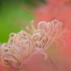 可愛い白い彼岸花　　西方寺