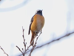 ジョウビタキ♂　に出会う。　高遠城址公園