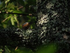 ヤマガラちゃんのお尻が可愛いな。　高遠城址公園にて