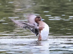 アメリカヒドリちゃん、まるで応援団のよう。ドジャーズを応援しています。