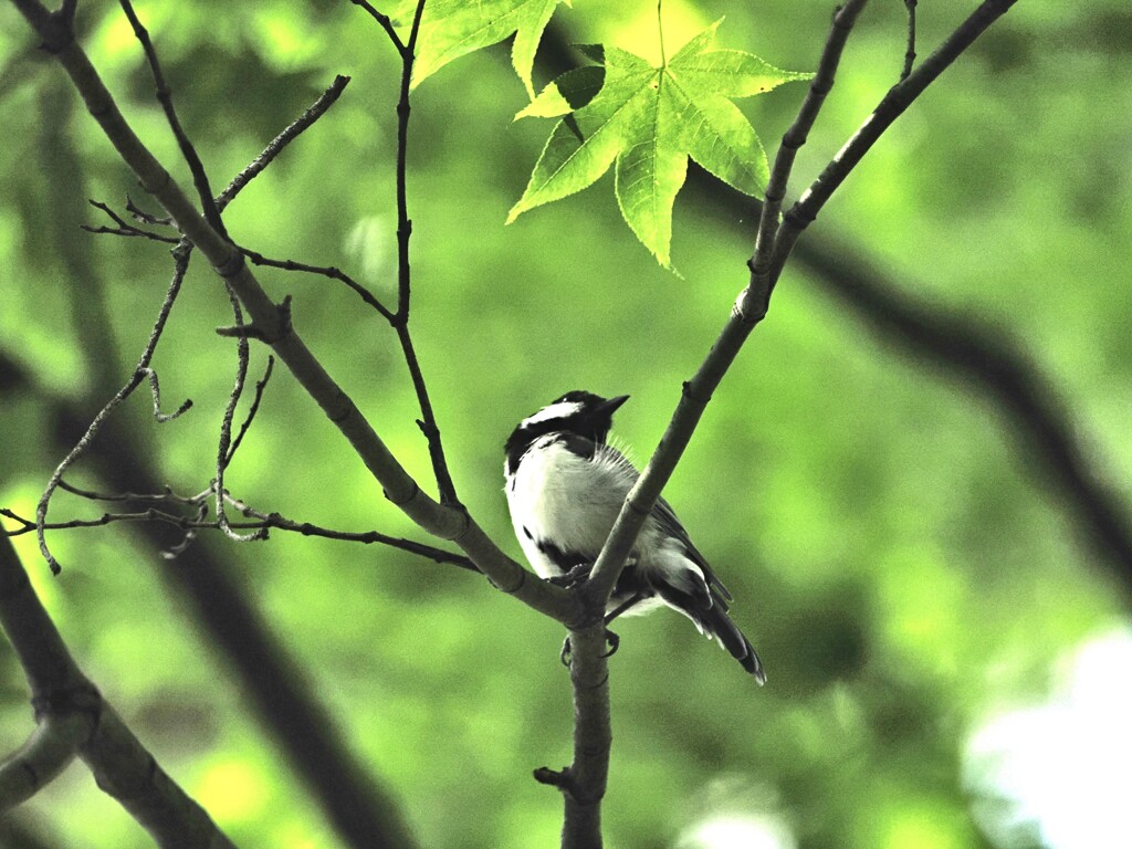 久しぶりだね、シジュウカラちゃん