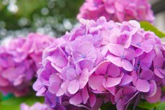 紫陽花