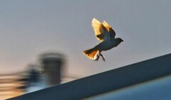 雀ちゃん夕景のシルエット