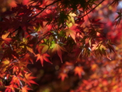 柔らかな陽光ともみじ