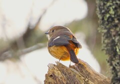 可愛いね。ジョビ子さん　高遠城址公園付近朝の散歩より