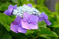 雨上がりの花Ⅱ