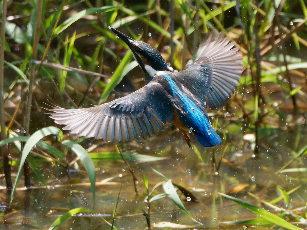 ちっちゃなお魚何処へ行った？