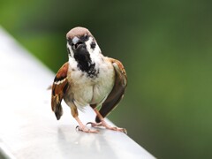 おい！そこの叔父さん！！ 何撮ってんだよ！