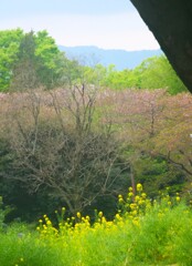 昭和記念公園からお山が見えた