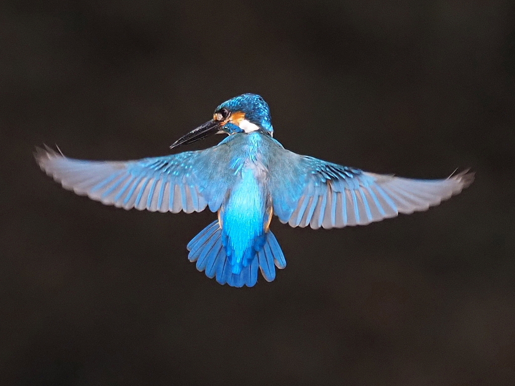先日のホバ　トリミングⅠ