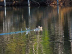カンムリツブリさんに追われて水面を猛スピードで走るカイツブリさんⅤ