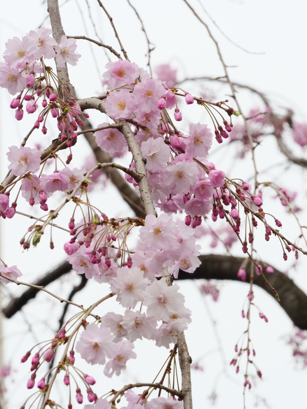 近所の散歩　桜　スナップ写真　Ⅶ