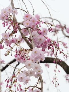 近所の散歩　桜　スナップ写真　Ⅶ