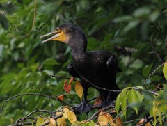 カワウさんの喜び　何かいいもの見つけたのかな？