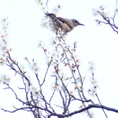 澄んだ瞳のヒヨドリ