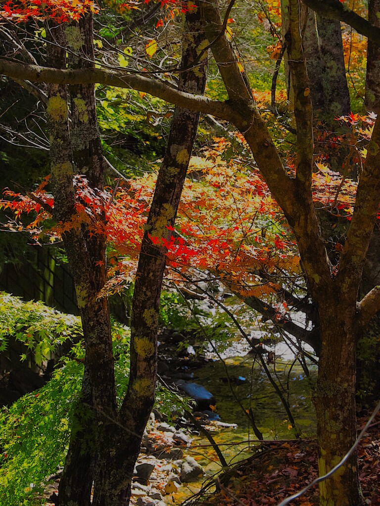 森林の中の紅葉　箕輪もみじ湖周辺