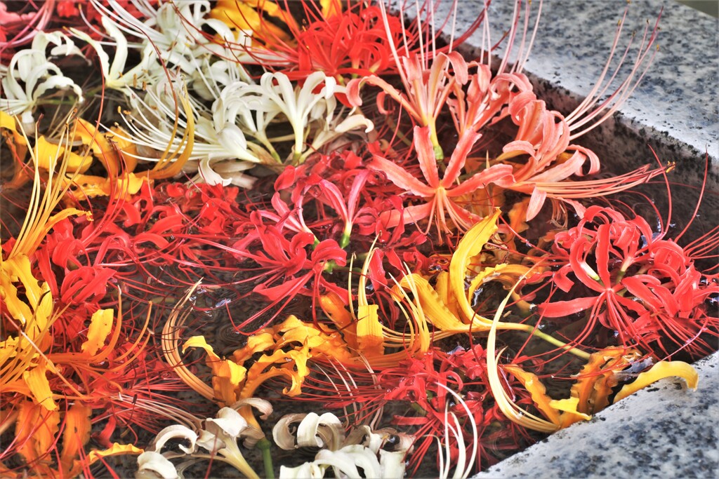 西方寺　彼岸花　Ⅴ