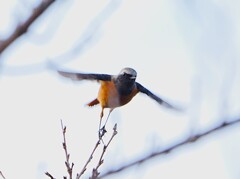 飛び出したジョー君　高遠城址公園