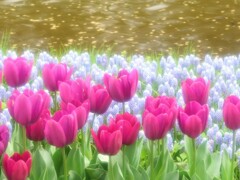 水辺のチューリップⅡ