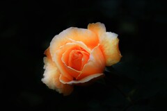 浮き上がる貴婦人