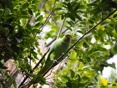 良く見つけたね。　　ワカケホンセイインコの物語Ⅱー２