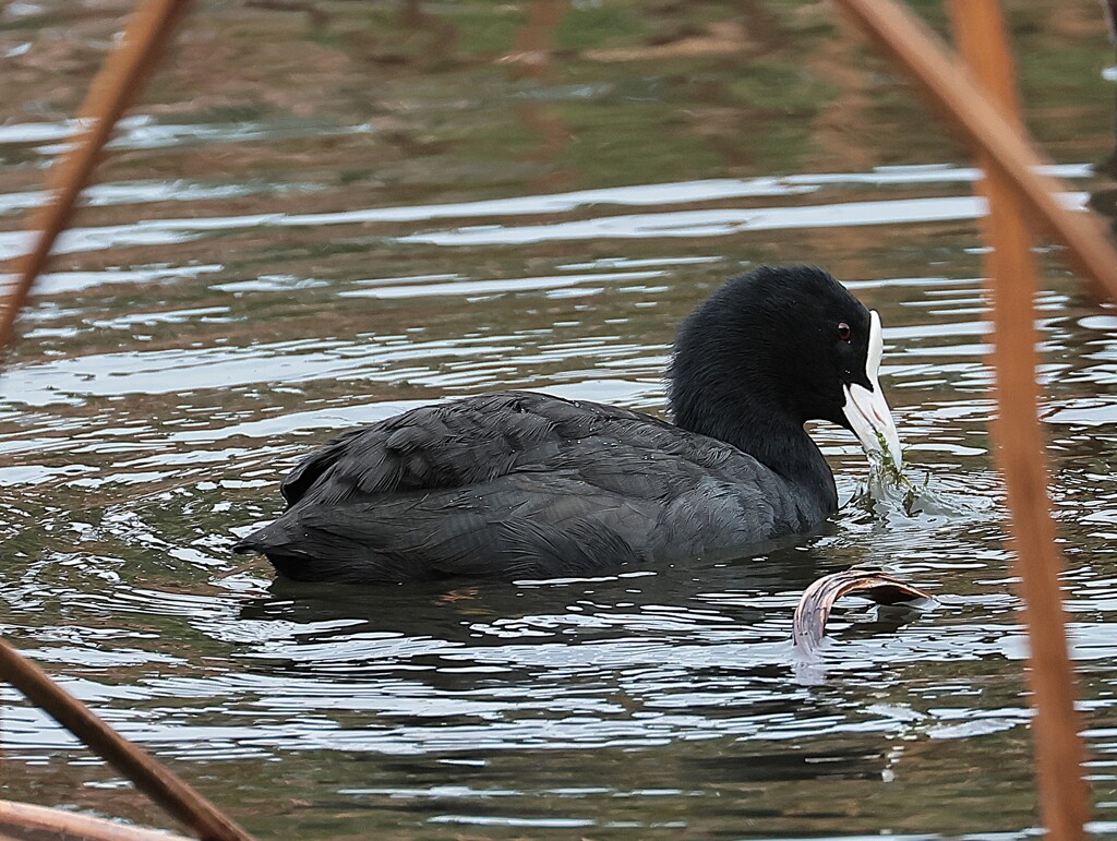 先日の一連の投稿の中で、瞳の綺麗な オオバンさんを出し忘れていました。