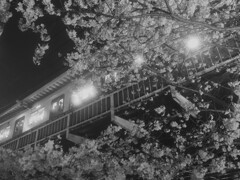 夜桜と中目黒駅
