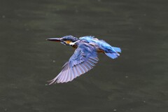 カワ君の飛翔
