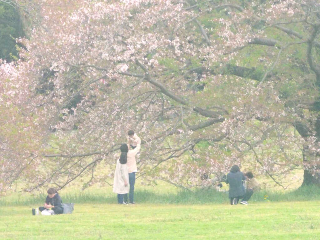 ほーら、桜だぞ！