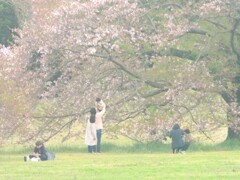 ほーら、桜だぞ！