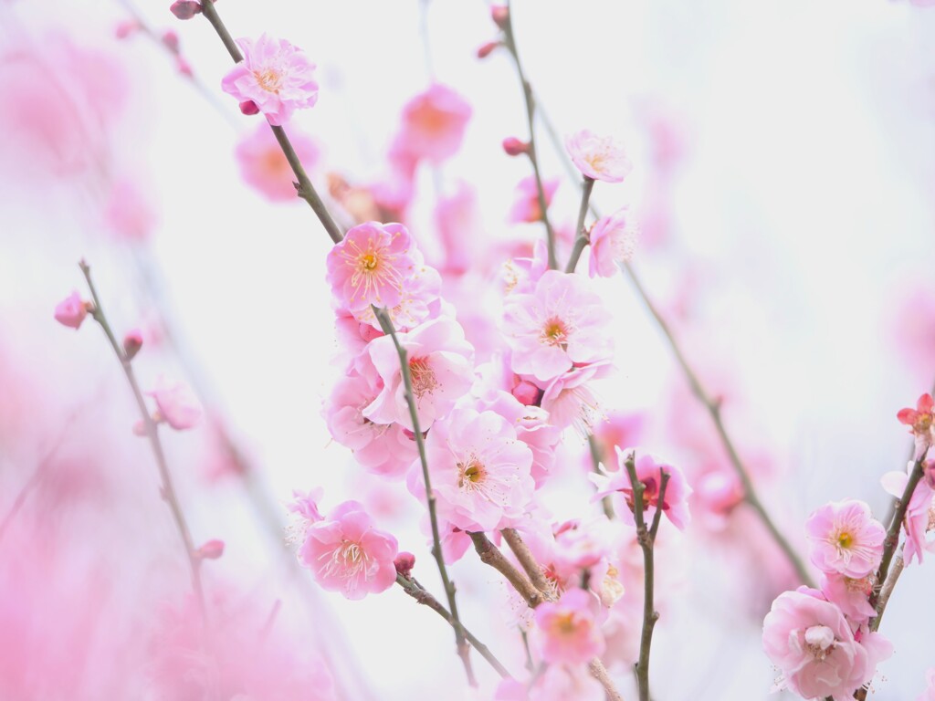 四季の花