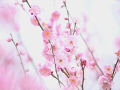 四季の花