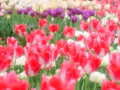 賑やかな色合いなチューリップ