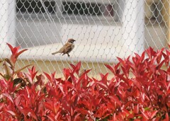 雀の鳴き声に誘われて