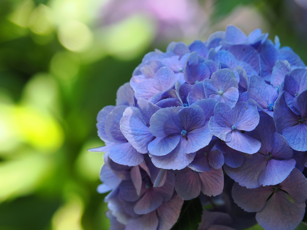 清水寺の紫陽花